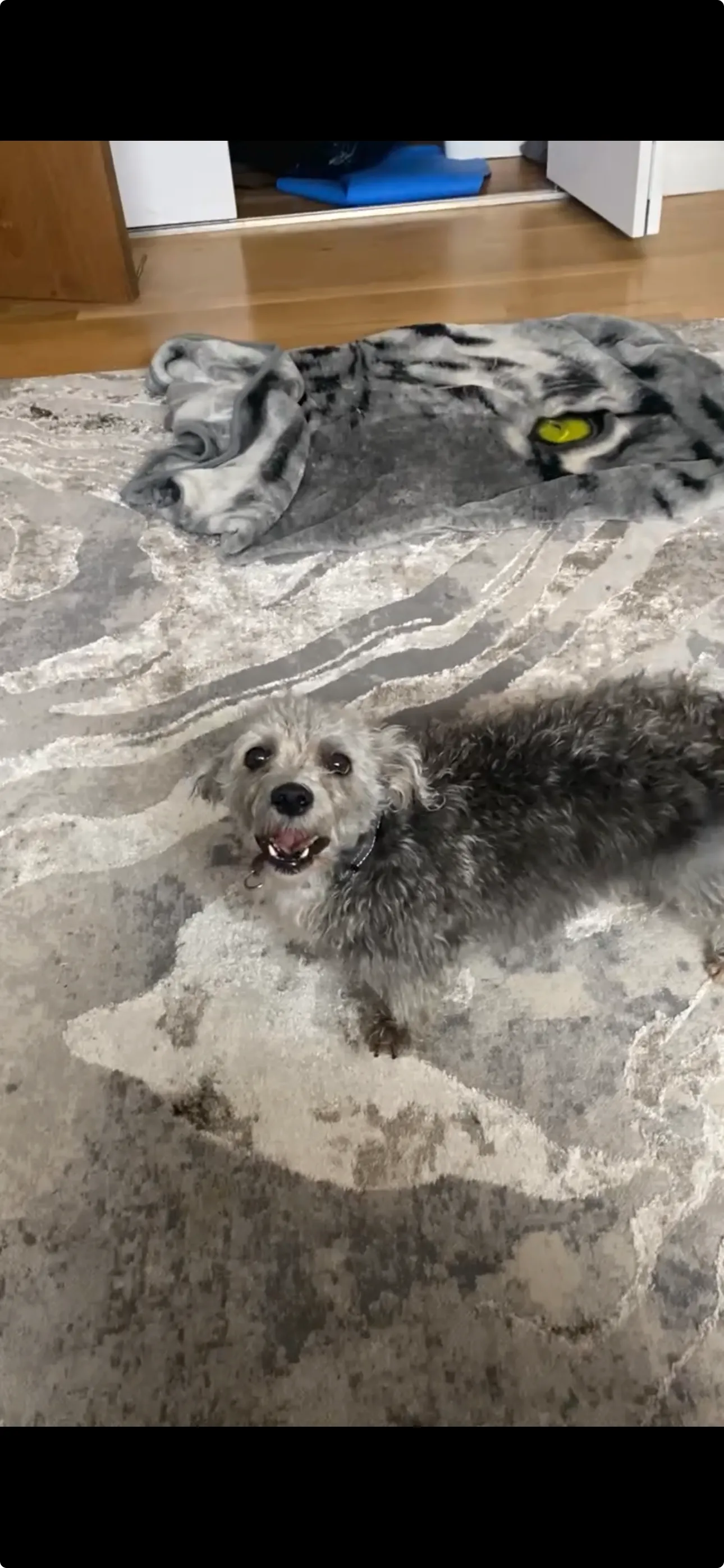 friend mojo 2