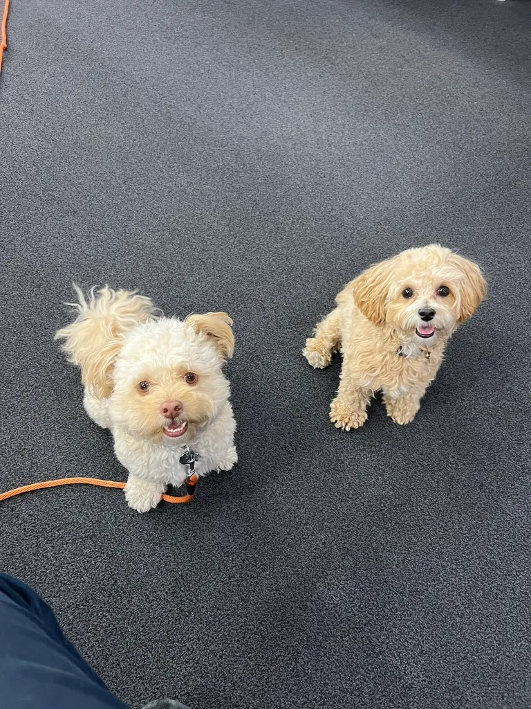 yuzu and zoey