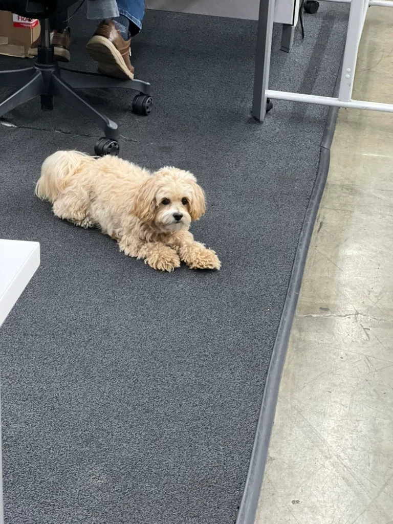zoey hero